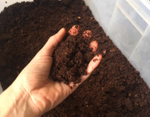 A hand holding compost above a crate full of compost